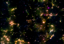 MICROSCOPY IMAGE OF NEURAL CELLS WHERE FLUORESCENT MARKERS SHOW DIFFERENT TYPES OF CELLS. GREEN MARKS NEURONS AND AXONS, PURPLE MARKS NEURONS, RED MARKS DENDRITES, AND BLUE MARKS ALL CELLS. WHERE MULTIPLE MARKERS ARE PRESENT, COLOURS ARE MERGED AND TYPICALLY APPEAR AS YELLOW OR PINK DEPENDING ON THE PROPORTION OF MARKERS, CREDIT CORTICAL LAB