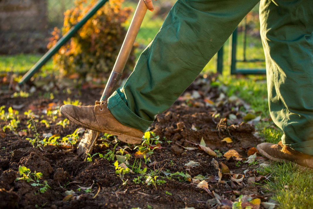 agriculture production with man planting veggies in the soil