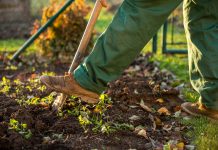 agriculture production with man planting veggies in the soil