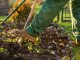 agriculture production with man planting veggies in the soil