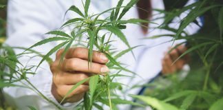 cannabis to treat diseases