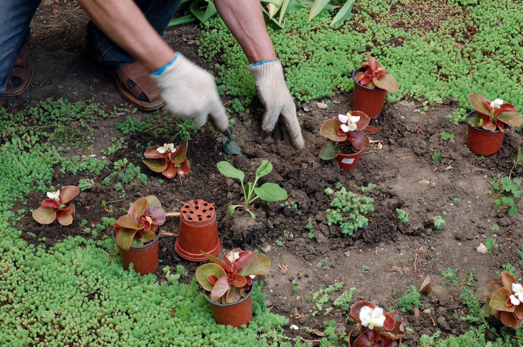 wildflower planting in nature