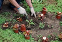 wildflower planting in nature