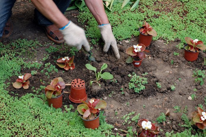 wildflower planting in nature