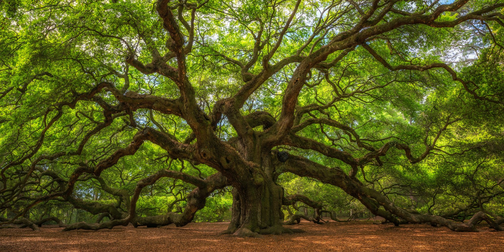 The magical looking Angel Oak Tree in South Carolina.