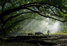 Old farmer under the ancient banyan tree