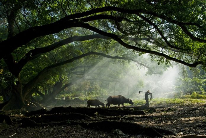 Old farmer under the ancient banyan tree