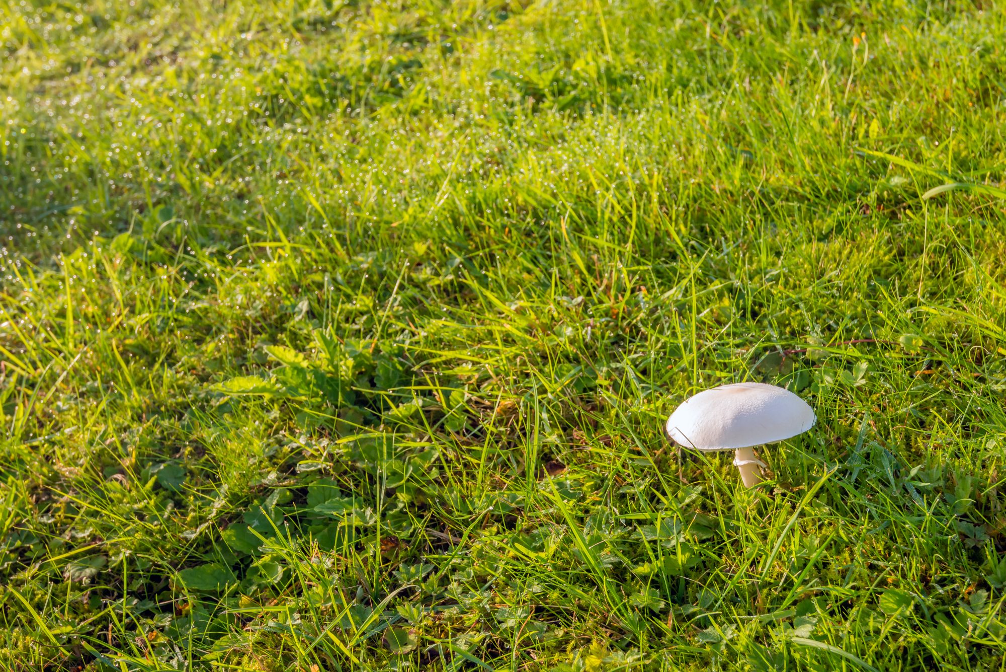 Clitocybe rivulosa, commonly known as the false champignon or fool`s funnel, is a poisonous basidiomycete fungus of the large genus Clitocybe. Also known as the sweating mushroom, it derives this name from the symptoms of poisoning. White mushroom growing in grass