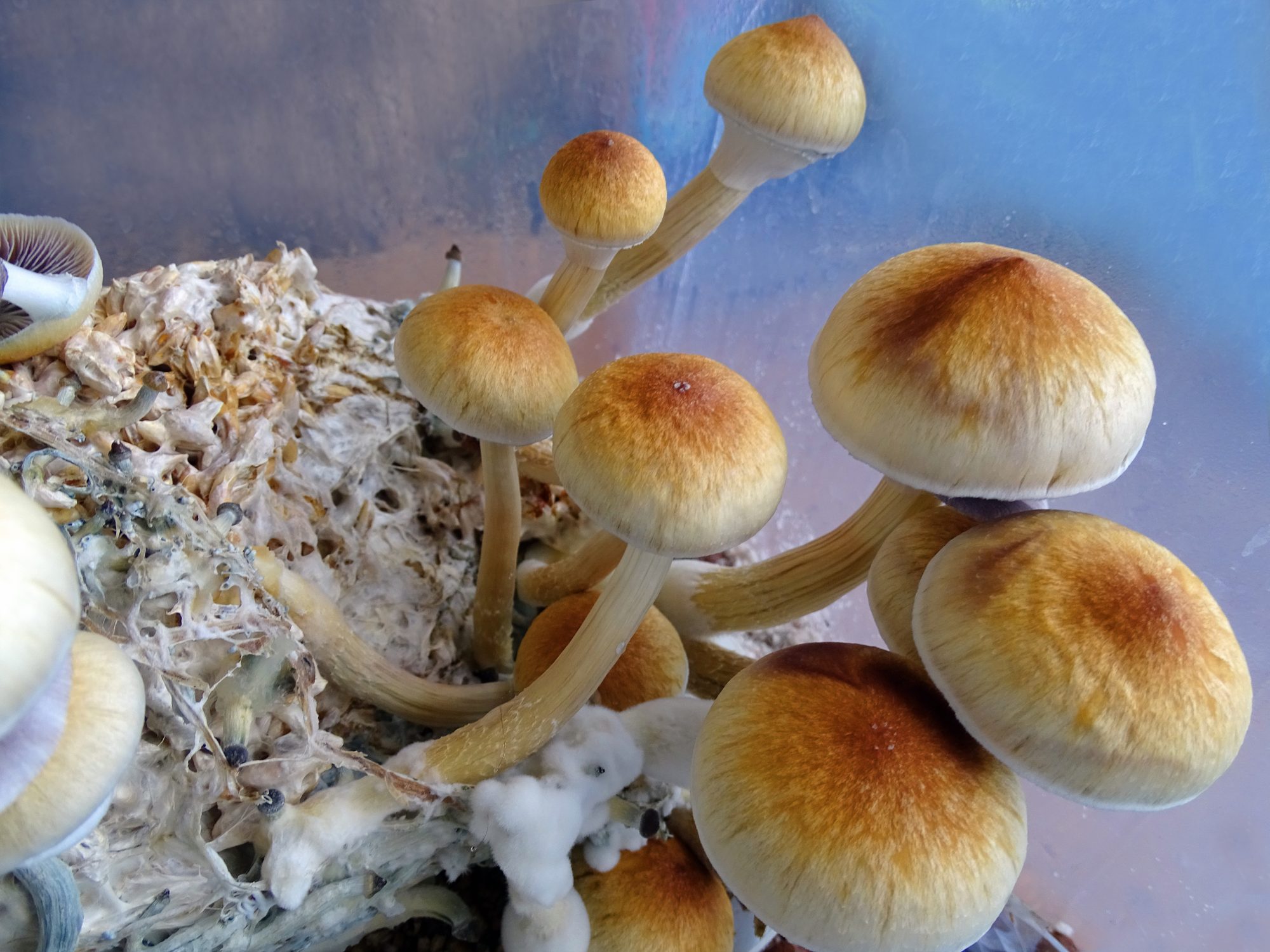 How To Heal Emotionally With Psilocybin Mushrooms - Third Wave