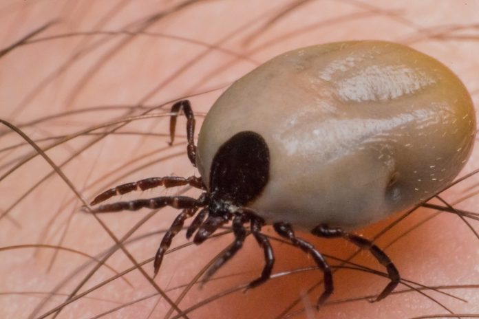 tick borne diseases