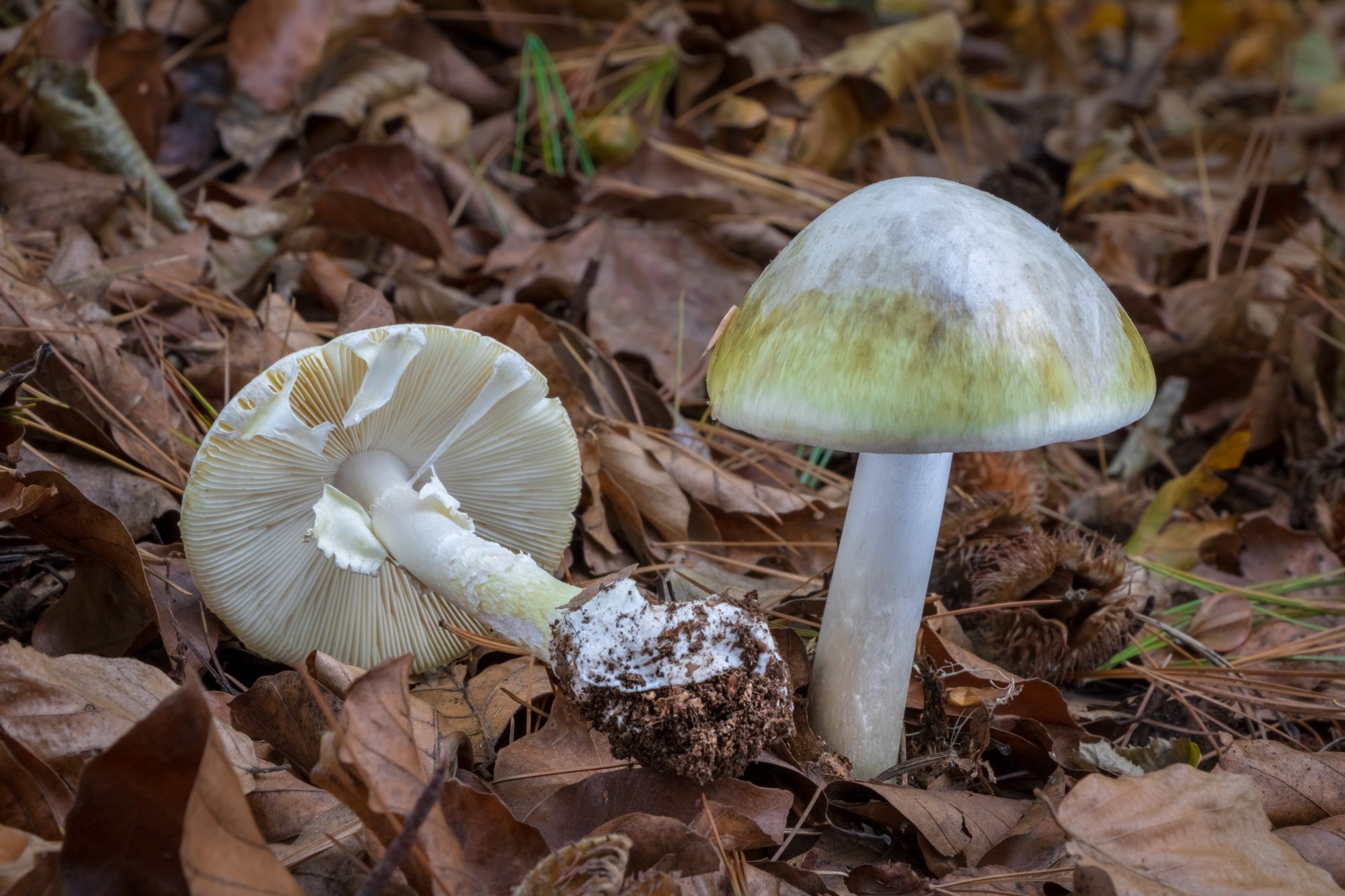 Amanita phalloides commonly known as the death cap - white mushroom in foliage