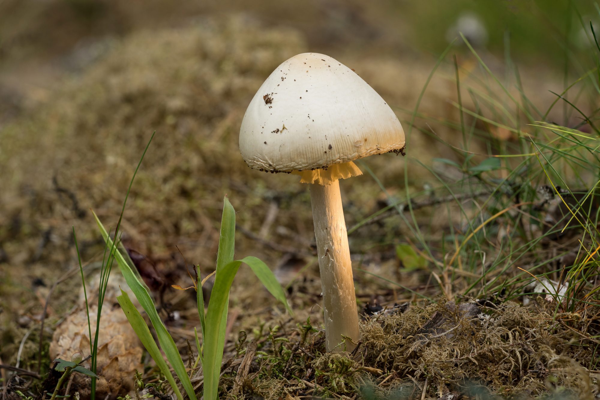 Amanita virosa or Destroying Angel mushroom - white mushroom in natural environment