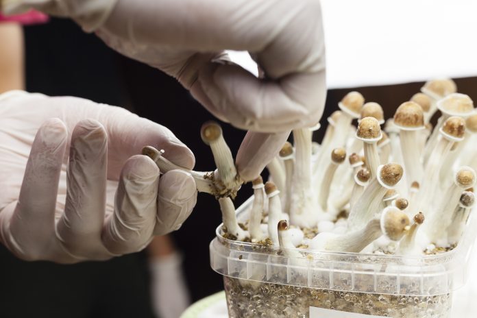 Psylocibin mushrooms growing in magic mushroom breads on an plastic environment being collected by expert hands wearing white latex medical gloves