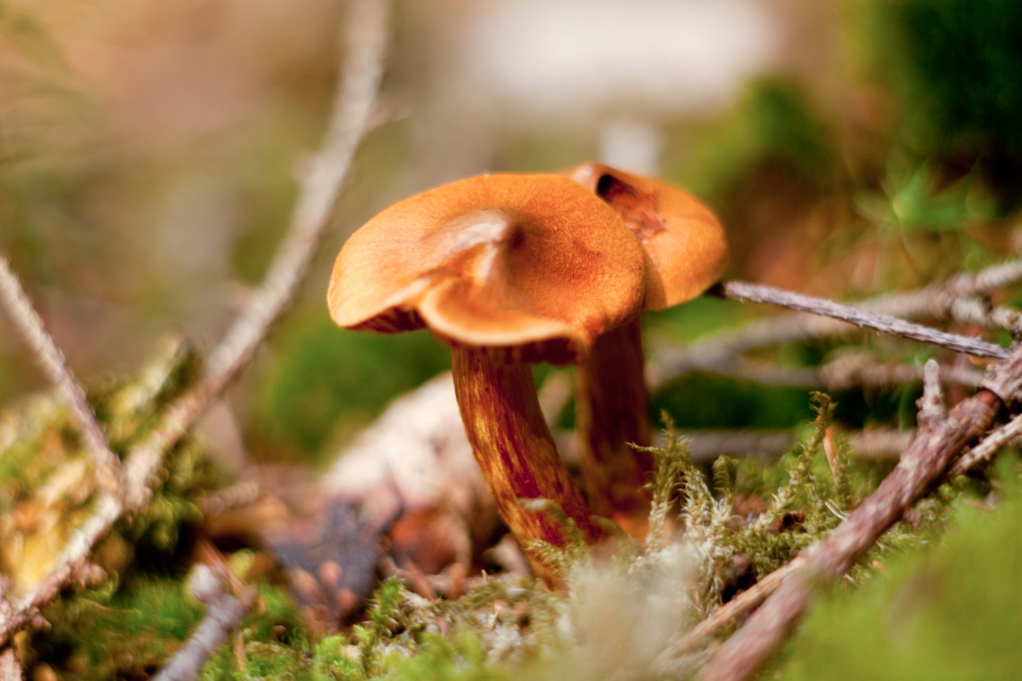 Deadly webcap (Cortinarius rubellus) - brown orange mushrooms in foliage