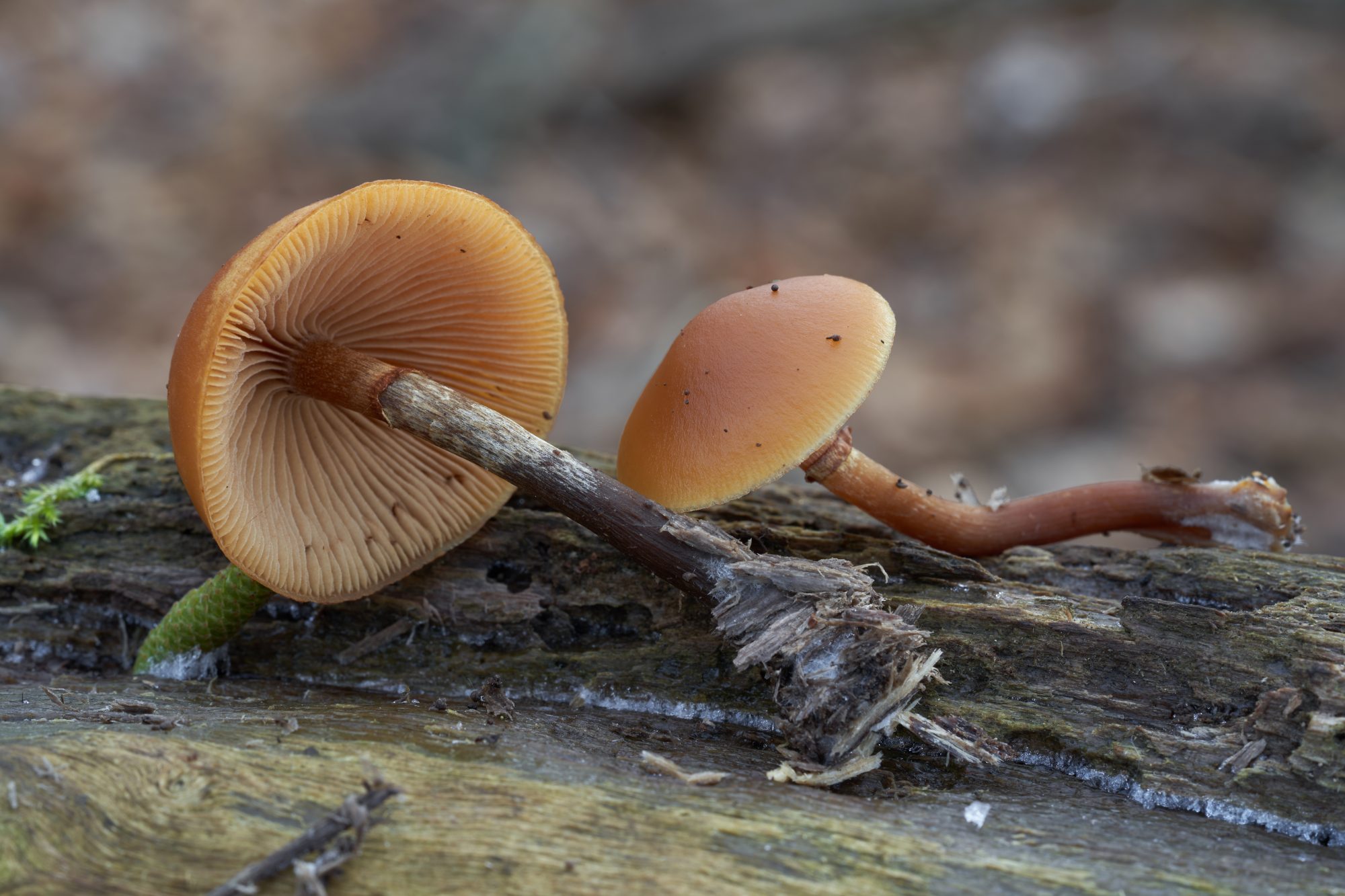 Deadly poisonous mushroom Galerina marginata mushroom 