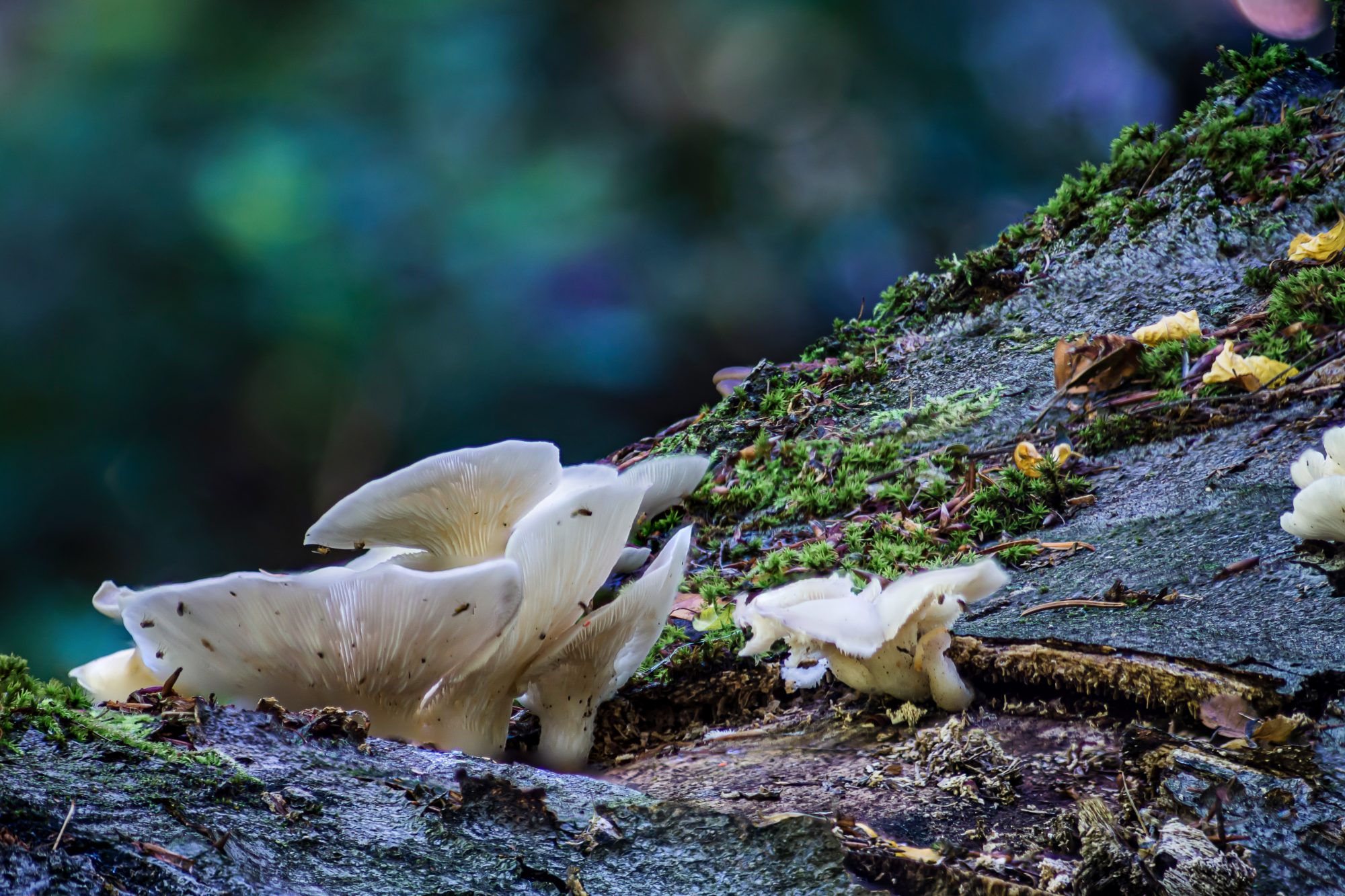 A white angel's wings mushroom on a fallen tree in the forest of Rhineland Palatinate, Germany