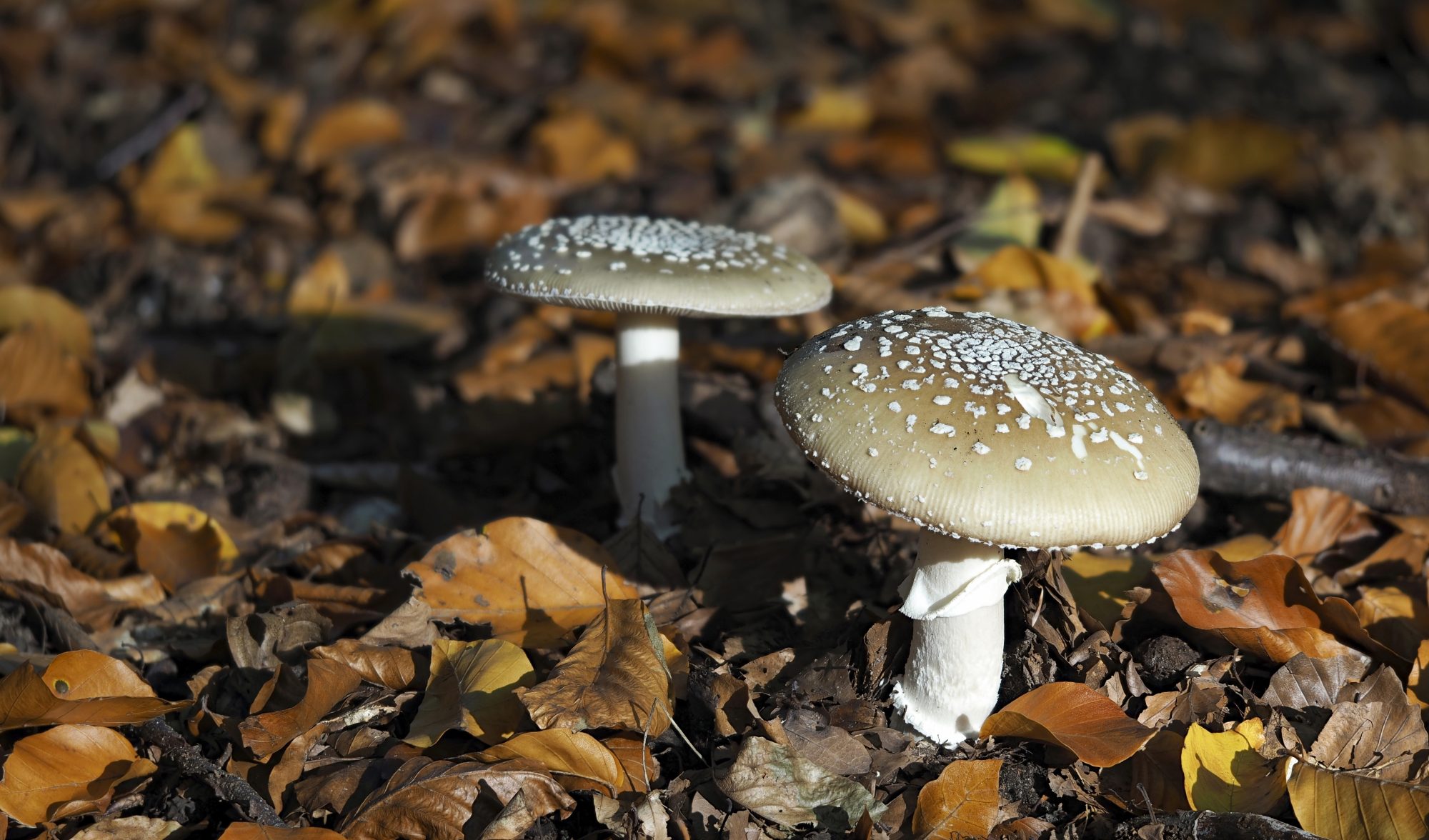 The Panther Cap Amanita pantherina - spotty mushroom growing amidst leaves 