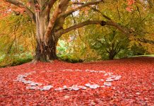 Beautiful image of tree in autumn, floor covered in red leaves, ring of mushrooms in foreground