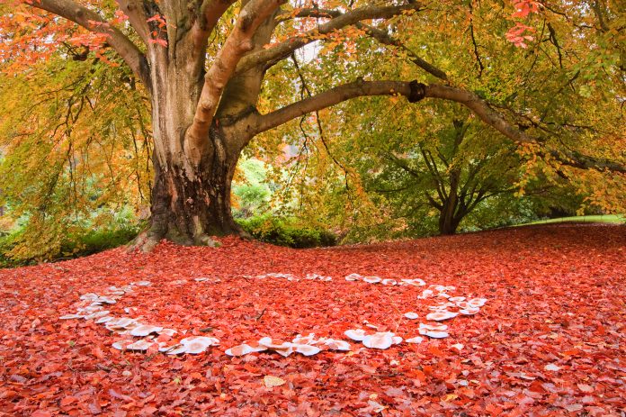 Beautiful image of tree in autumn, floor covered in red leaves, ring of mushrooms in foreground