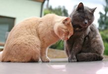 two cats sat in the sun