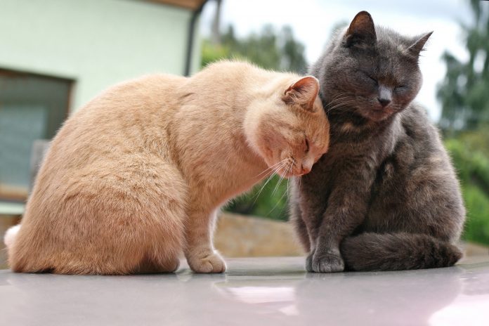 two cats sat in the sun