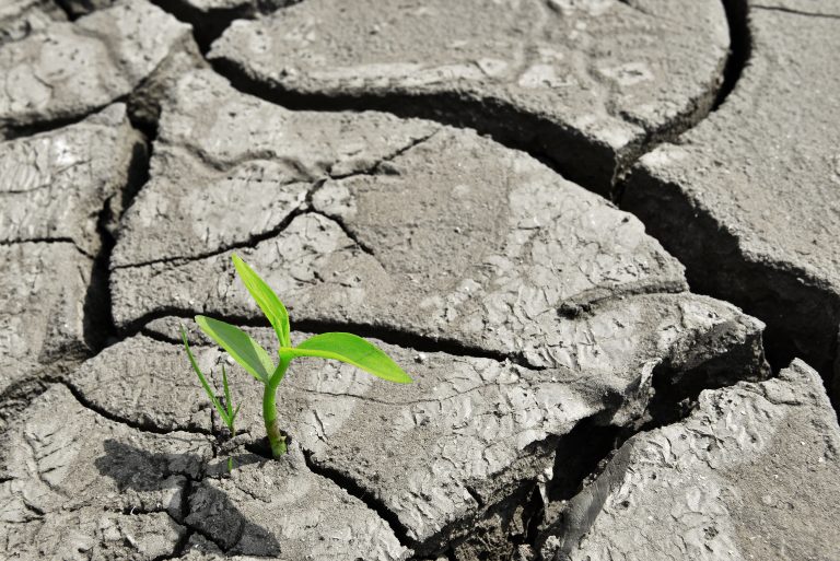 Cracked ground with green shoot sprouting