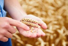 food crops of wheat