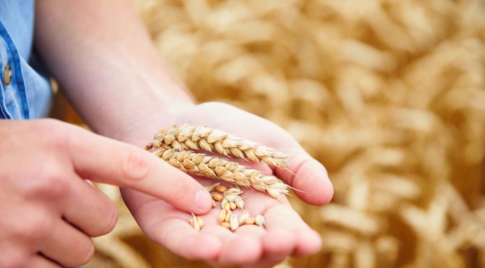 food crops of wheat