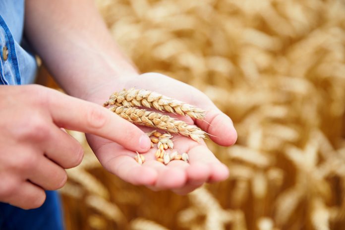 food crops of wheat