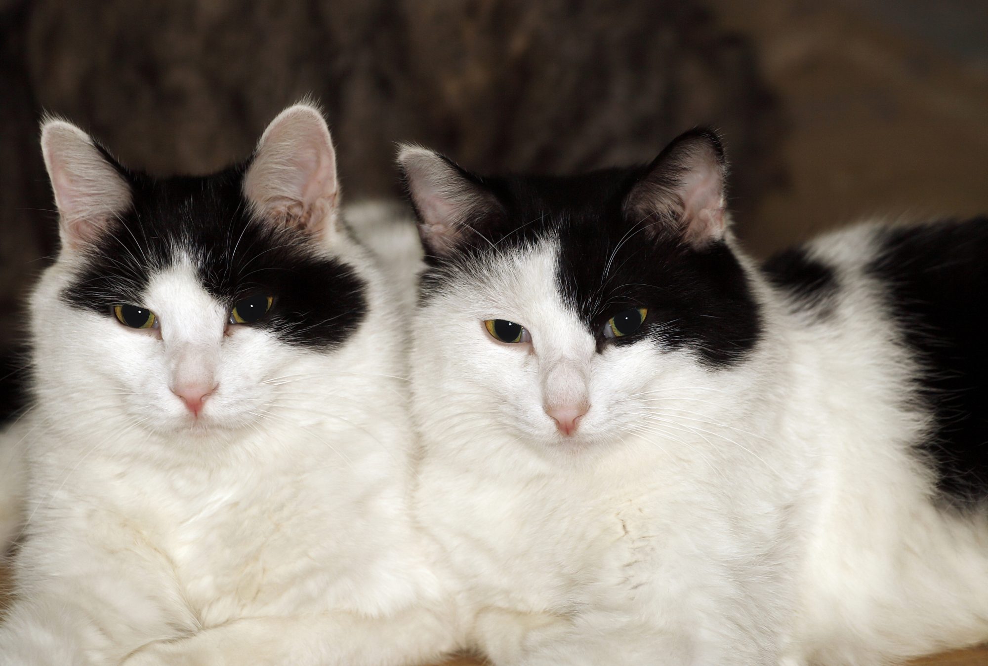 twin black and white cats sat together