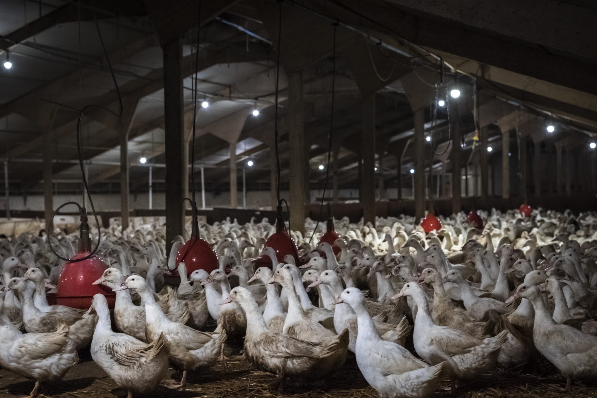 Crowded ducks inside a Lincolnshire farm supplying eggs to major supermarkets 