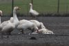 Geese peck dead bird Gressingham facility Norfolk