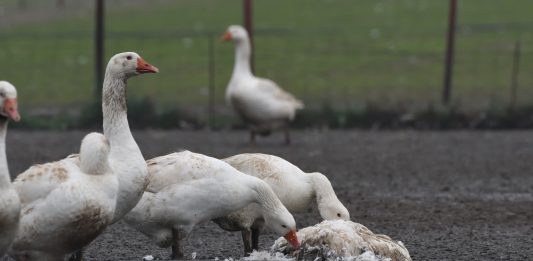 Geese peck dead bird Gressingham facility Norfolk