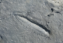 The Kimberella fossil.