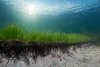 SEAGRASS´ ROOT MATS CAN REDUCE COASTAL EROSION UP TO 70 %. RESEARCHERS AT UNIVERSITY OF GOTHENBURG HAVE MADE TEST IN WAVE TANK THAT SHOWS THAT THE ROOTS MAKES BINDS THE SAND DUNES