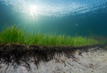 SEAGRASS´ ROOT MATS CAN REDUCE COASTAL EROSION UP TO 70 %. RESEARCHERS AT UNIVERSITY OF GOTHENBURG HAVE MADE TEST IN WAVE TANK THAT SHOWS THAT THE ROOTS MAKES BINDS THE SAND DUNES