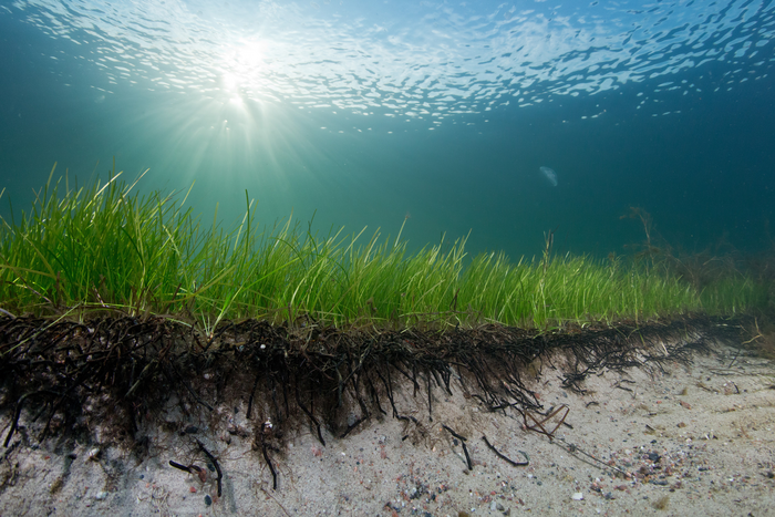 Seagrass can reduce coastal erosion by 70%