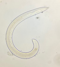 Nematode