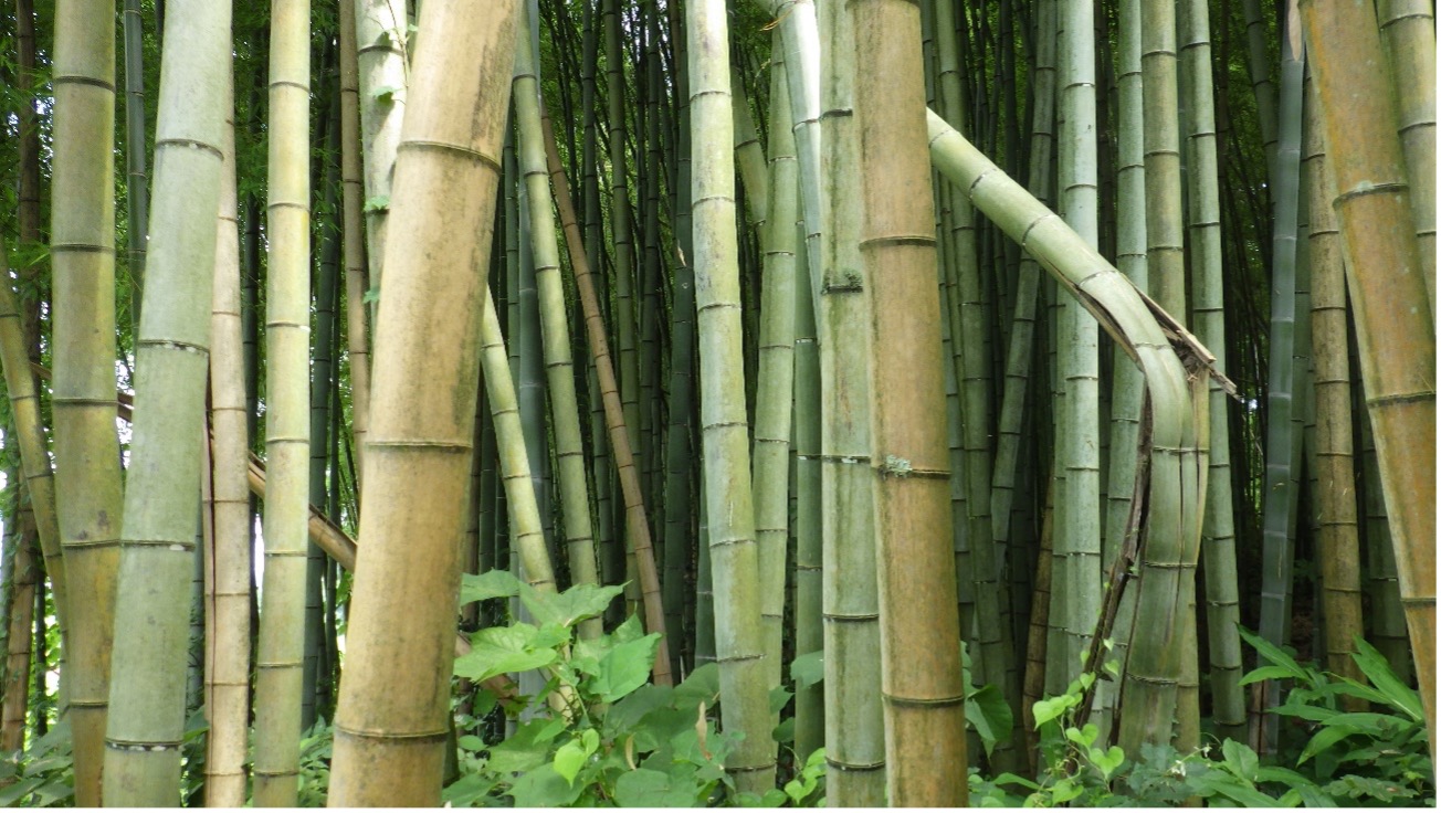 Bamboo education: Learning the environmental benefits of bamboo