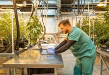 worker in Metrc cannabis farm working on technology