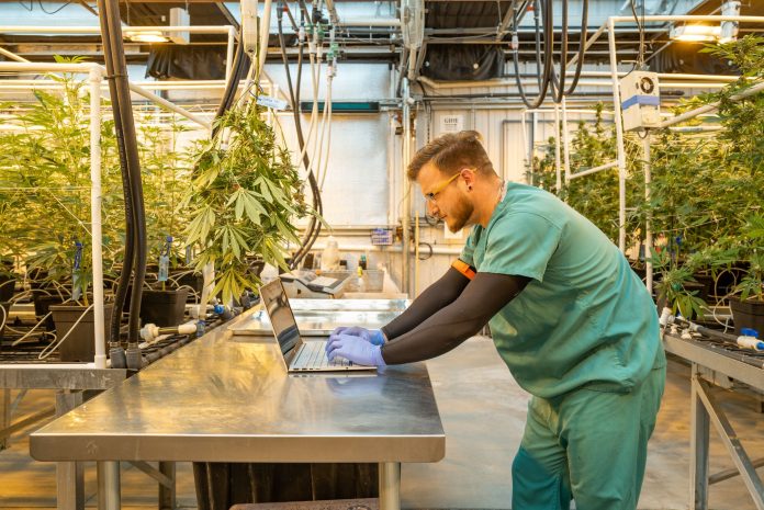 worker in Metrc cannabis farm working on technology