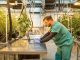 worker in Metrc cannabis farm working on technology