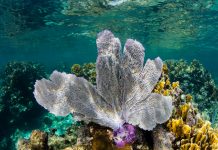 Flexible Sea Fan coral in Caribbean Sea