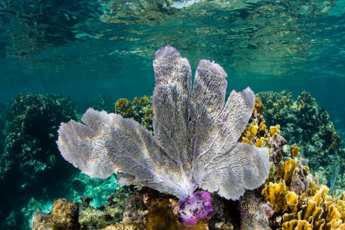 Flexible Sea Fan coral in Caribbean Sea