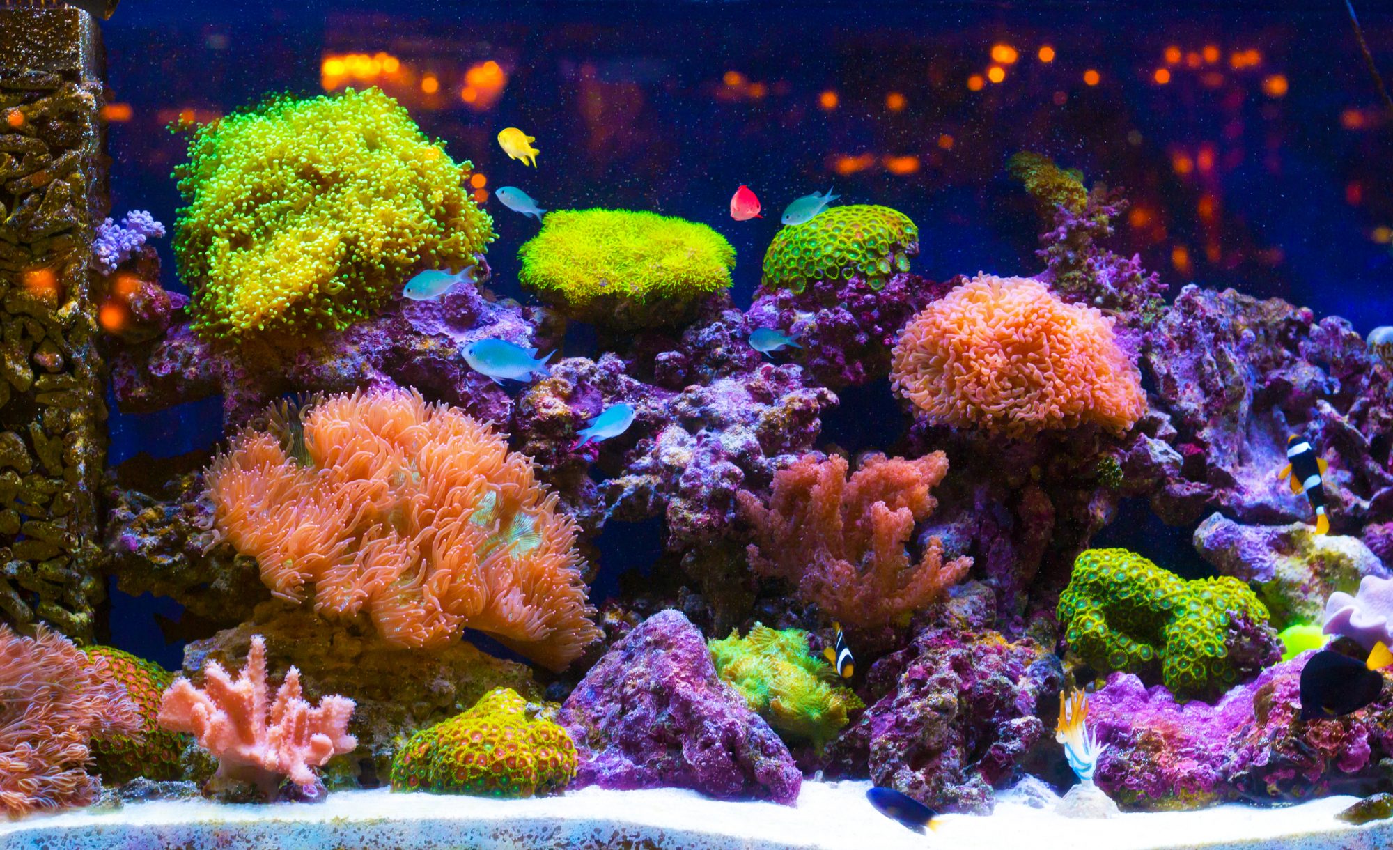 aquarium with different corals