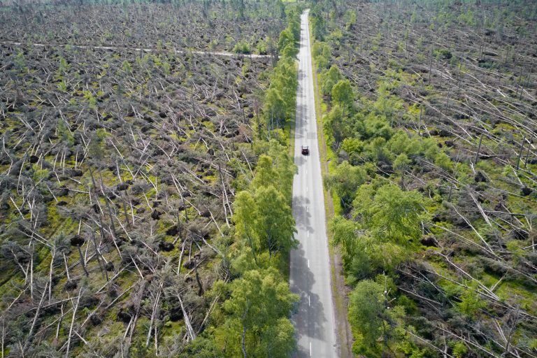 Forests felling in Scotland to produce biomass fuel