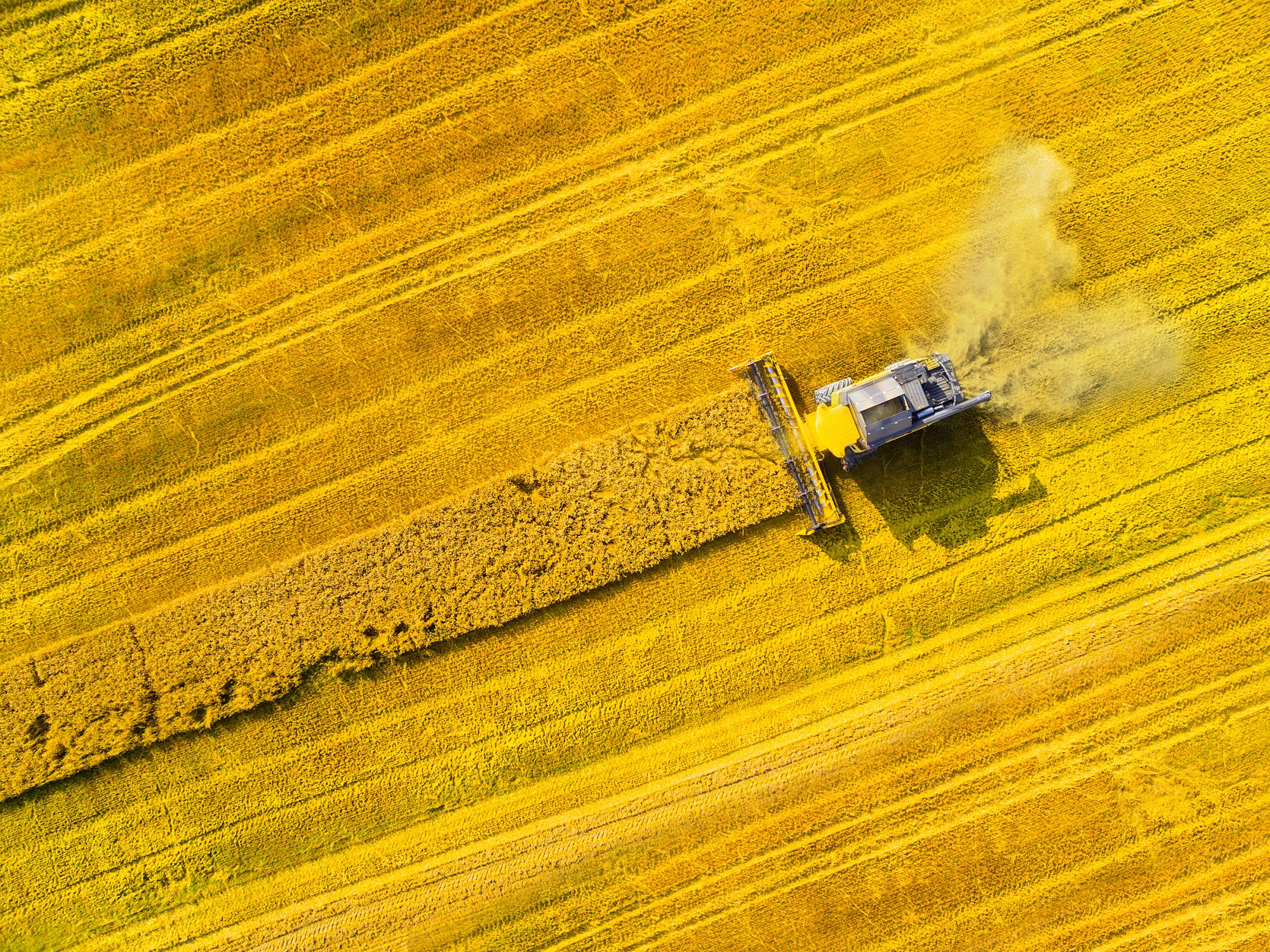 Aerial view of combine harvester. Harvest of rapeseed field. Industrial background on agricultural theme. Biofuel production from above. Agriculture and environment in European Union.