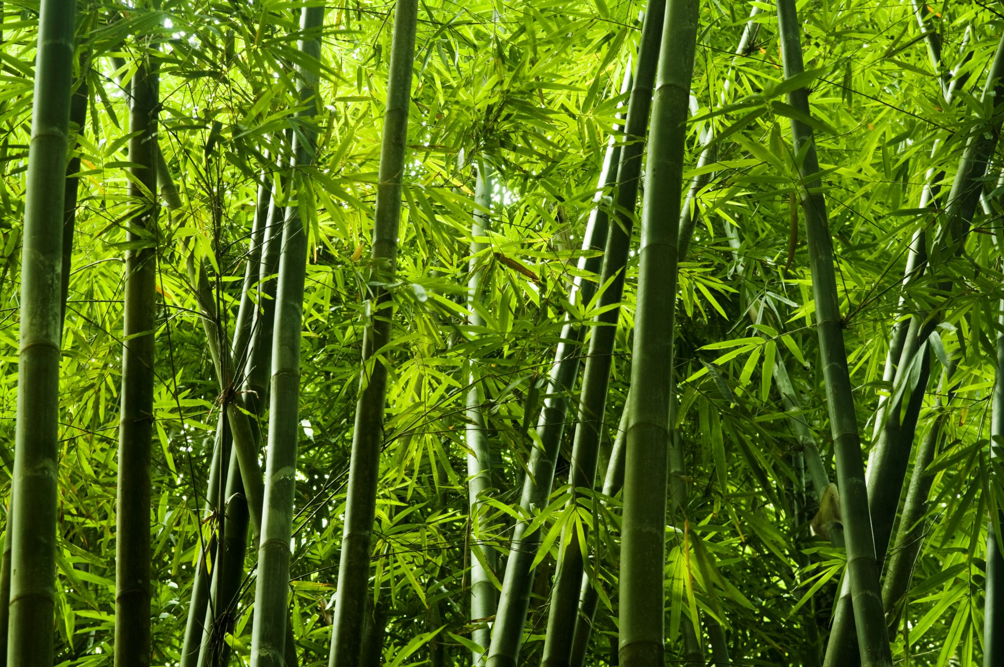 Bamboo education: Learning the environmental benefits of bamboo