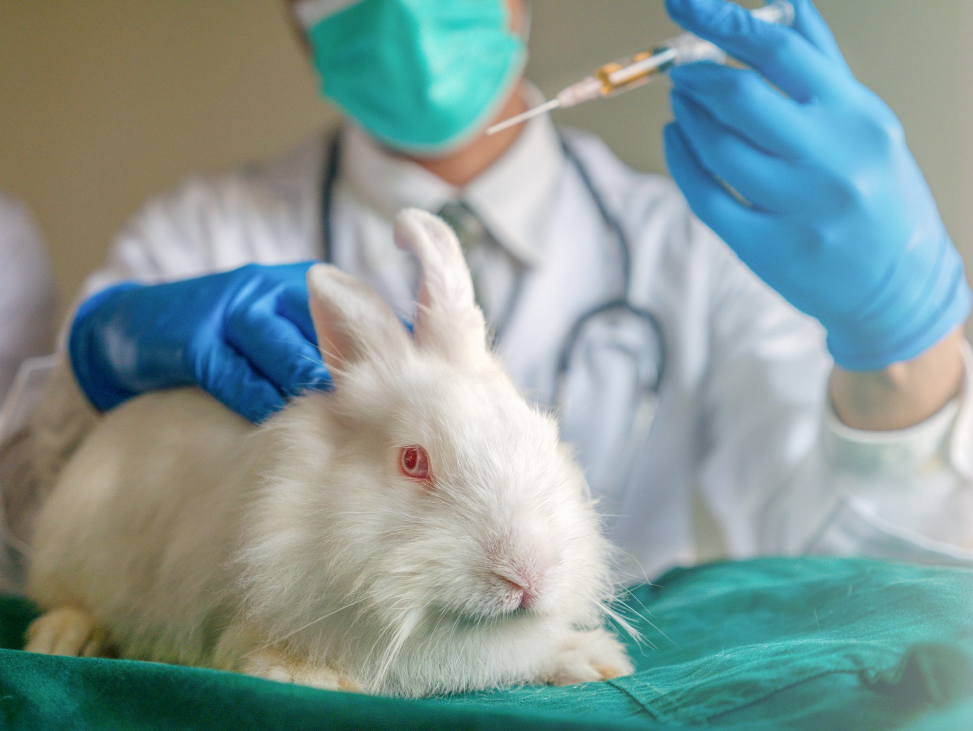 White rabbit about to be injected by scientist who is wearing white coat, mask and gloves