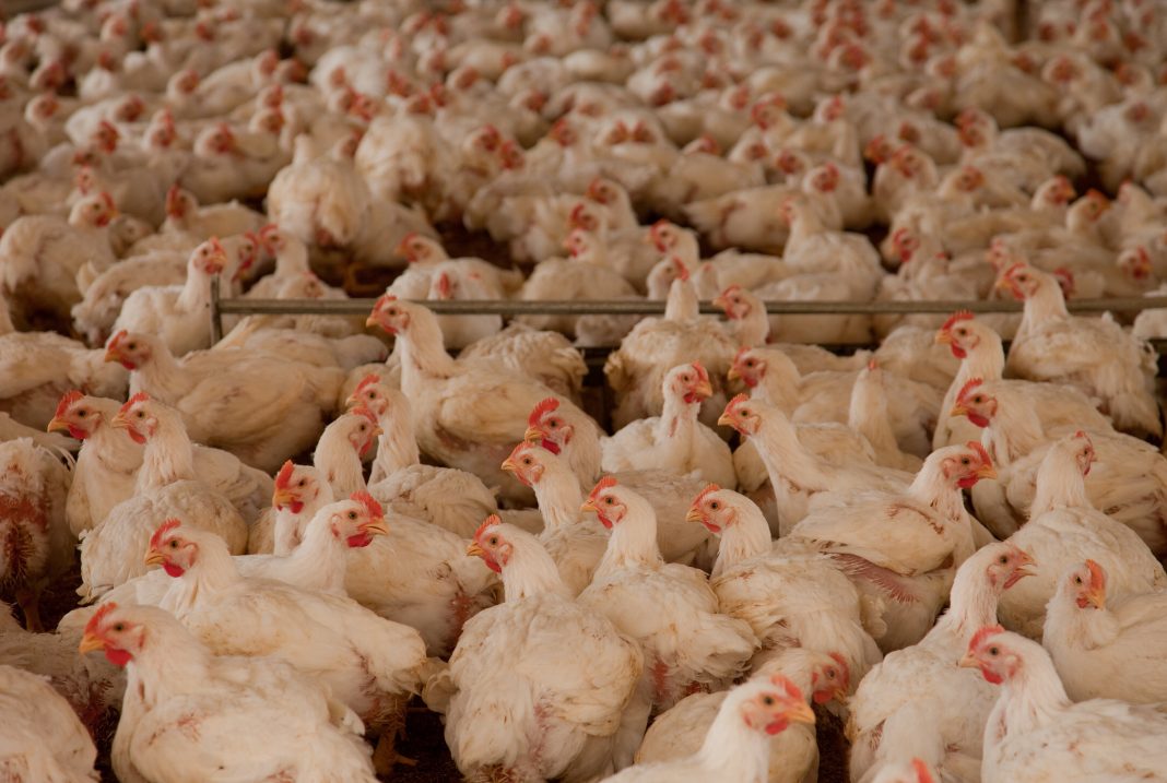 chickens in a factory farm